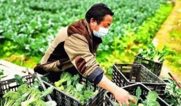 农民廖先生最新爆料,揭秘农村新动向背后的真实故事